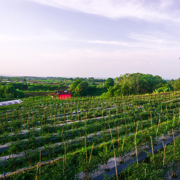 Local vegetable farm in the Nilgiris
