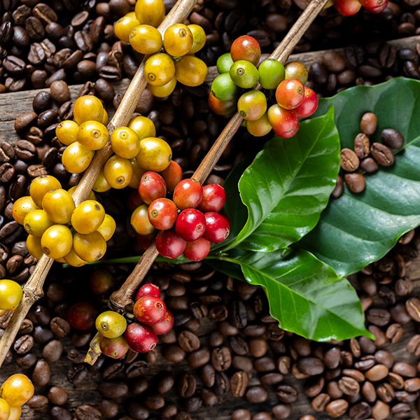 Premium roasted coffee beans