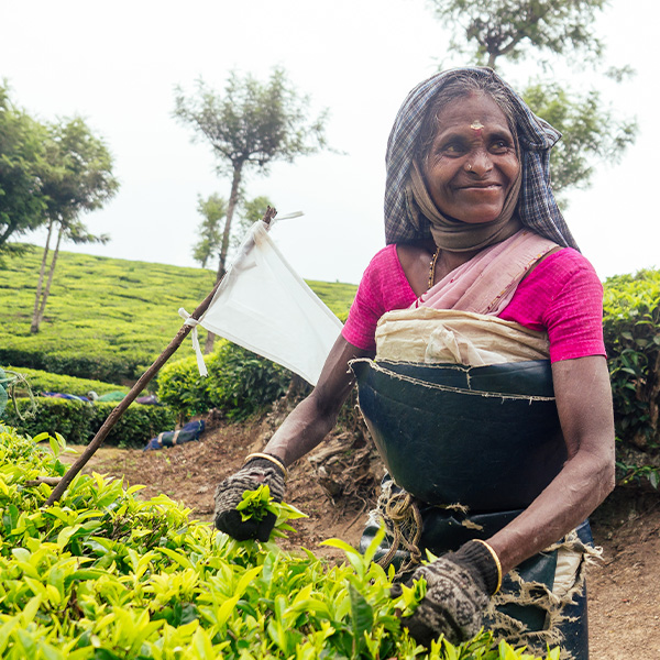Nilgiri Tea Plantation