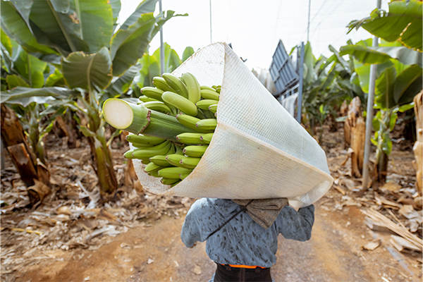 Fresh Fruits like bananas and mangoes